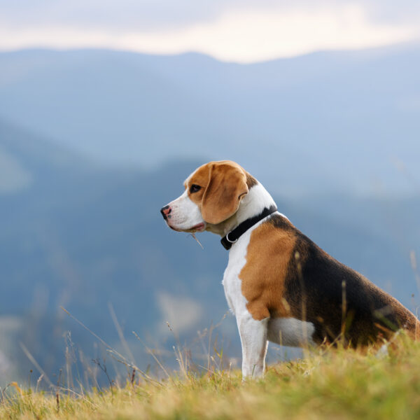 Beagle dog in mountains Beagle dog sitting high and gazing against scenic mountain background during hiking trip with his owner. Traveling with a dog