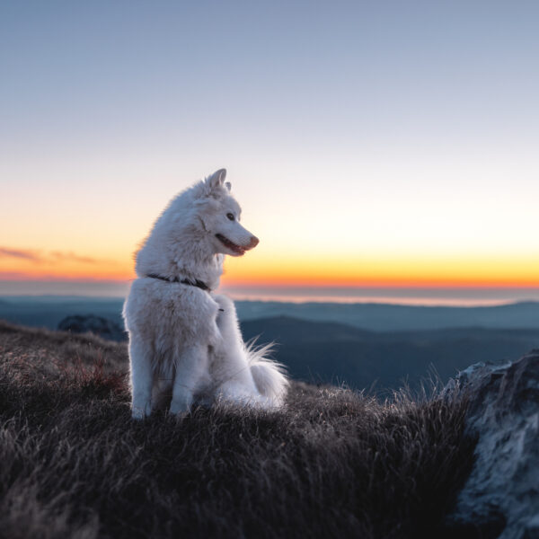 A Beautiful White Dog Sitting On Top Of The Hill While The Sun Is Setting A beautiful white Samoyed sitting on the dry grass on top of the hill as the sun is setting behind him. He is looking away from the camera showing his profile. The view behind the dog is beautiful.